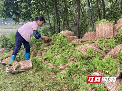 大祥区檀江街道:农民专业合作社激发乡村振兴新动能