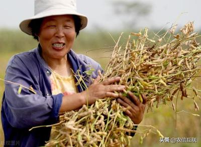 今日豆粕行情丨以价换量,成交价大跌,成交量激增165%